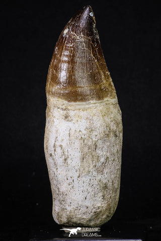 20212 - Top Huge Rooted 4.75 Inch Mosasaur (Prognathodon anceps) Tooth