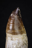 20212 - Top Huge Rooted 4.75 Inch Mosasaur (Prognathodon anceps) Tooth