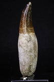 20212 - Top Huge Rooted 4.75 Inch Mosasaur (Prognathodon anceps) Tooth