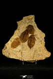 30471 - Museum Grade Superb Plate with 4 Dalmanitina sp Upper Ordovician Trilobites