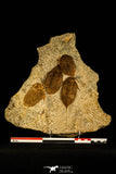 30471 - Museum Grade Superb Plate with 4 Dalmanitina sp Upper Ordovician Trilobites