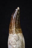 20212 - Top Huge Rooted 4.75 Inch Mosasaur (Prognathodon anceps) Tooth