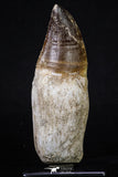 20212 - Top Huge Rooted 4.75 Inch Mosasaur (Prognathodon anceps) Tooth