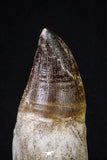 20212 - Top Huge Rooted 4.75 Inch Mosasaur (Prognathodon anceps) Tooth