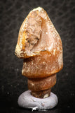 07342 - Beautiful 1.26 Inch Chalcedonized Fossil Gastropod Cretaceous Dakhla