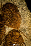 30471 - Museum Grade Superb Plate with 4 Dalmanitina sp Upper Ordovician Trilobites
