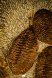 30471 - Museum Grade Superb Plate with 4 Dalmanitina sp Upper Ordovician Trilobites