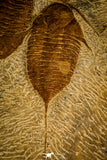 30471 - Museum Grade Superb Plate with 4 Dalmanitina sp Upper Ordovician Trilobites