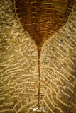 30471 - Museum Grade Superb Plate with 4 Dalmanitina sp Upper Ordovician Trilobites