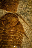 30471 - Museum Grade Superb Plate with 4 Dalmanitina sp Upper Ordovician Trilobites