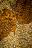 30471 - Museum Grade Superb Plate with 4 Dalmanitina sp Upper Ordovician Trilobites