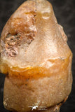 07344 - Beautiful 1.10 Inch Chalcedonized Fossil Gastropod Cretaceous Dakhla