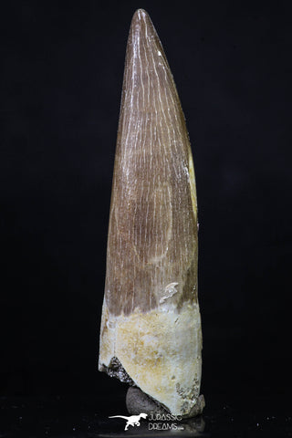 20215 - Top Quality 2.64 Inch Partially Rooted Elasmosaur (Zarafasaura oceanis) Tooth