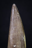 20215 - Top Quality 2.64 Inch Partially Rooted Elasmosaur (Zarafasaura oceanis) Tooth