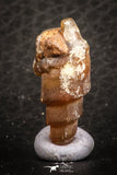 07345 - Beautiful 1.02 Inch Chalcedonized Fossil Gastropod Cretaceous Dakhla