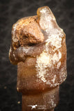 07345 - Beautiful 1.02 Inch Chalcedonized Fossil Gastropod Cretaceous Dakhla