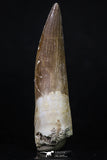 20215 - Top Quality 2.64 Inch Partially Rooted Elasmosaur (Zarafasaura oceanis) Tooth