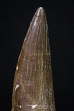 20215 - Top Quality 2.64 Inch Partially Rooted Elasmosaur (Zarafasaura oceanis) Tooth