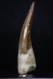 20215 - Top Quality 2.64 Inch Partially Rooted Elasmosaur (Zarafasaura oceanis) Tooth