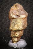 07346 - Beautiful 1.10 Inch Chalcedonized Fossil Gastropod Cretaceous Dakhla