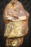 07346 - Beautiful 1.10 Inch Chalcedonized Fossil Gastropod Cretaceous Dakhla