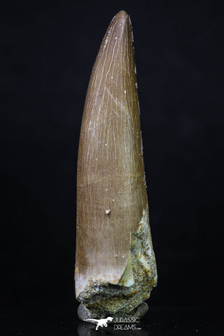 20216 - Top Quality 2.41 Inch Partially Rooted Elasmosaur (Zarafasaura oceanis) Tooth