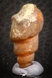 07346 - Beautiful 1.10 Inch Chalcedonized Fossil Gastropod Cretaceous Dakhla