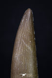 20216 - Top Quality 2.41 Inch Partially Rooted Elasmosaur (Zarafasaura oceanis) Tooth