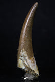 20216 - Top Quality 2.41 Inch Partially Rooted Elasmosaur (Zarafasaura oceanis) Tooth