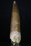 20216 - Top Quality 2.41 Inch Partially Rooted Elasmosaur (Zarafasaura oceanis) Tooth