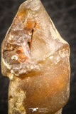 07347 - Beautiful 1.16 Inch Chalcedonized Fossil Gastropod Cretaceous Dakhla