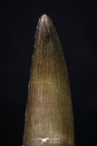 20216 - Top Quality 2.41 Inch Partially Rooted Elasmosaur (Zarafasaura oceanis) Tooth