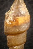 07347 - Beautiful 1.16 Inch Chalcedonized Fossil Gastropod Cretaceous Dakhla