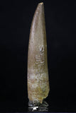 20217 - Top Quality 2.58 Inch Partially Rooted Elasmosaur (Zarafasaura oceanis) Tooth