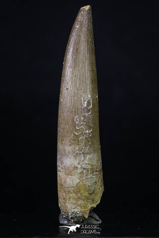 20217 - Top Quality 2.58 Inch Partially Rooted Elasmosaur (Zarafasaura oceanis) Tooth