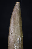 20217 - Top Quality 2.58 Inch Partially Rooted Elasmosaur (Zarafasaura oceanis) Tooth