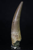 20217 - Top Quality 2.58 Inch Partially Rooted Elasmosaur (Zarafasaura oceanis) Tooth