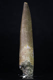 20217 - Top Quality 2.58 Inch Partially Rooted Elasmosaur (Zarafasaura oceanis) Tooth
