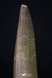 20217 - Top Quality 2.58 Inch Partially Rooted Elasmosaur (Zarafasaura oceanis) Tooth