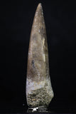 20218 - Top Quality 2.41 Inch Partially Rooted Elasmosaur (Zarafasaura oceanis) Tooth