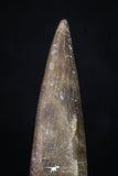 20218 - Top Quality 2.41 Inch Partially Rooted Elasmosaur (Zarafasaura oceanis) Tooth