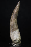 20218 - Top Quality 2.41 Inch Partially Rooted Elasmosaur (Zarafasaura oceanis) Tooth