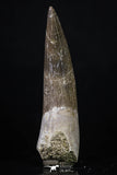 20218 - Top Quality 2.41 Inch Partially Rooted Elasmosaur (Zarafasaura oceanis) Tooth