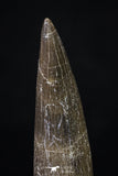 20218 - Top Quality 2.41 Inch Partially Rooted Elasmosaur (Zarafasaura oceanis) Tooth