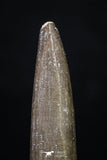 20219 - Top Quality 2.18 Inch Partially Rooted Elasmosaur (Zarafasaura oceanis) Tooth