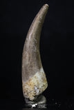 20219 - Top Quality 2.18 Inch Partially Rooted Elasmosaur (Zarafasaura oceanis) Tooth