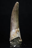 20219 - Top Quality 2.18 Inch Partially Rooted Elasmosaur (Zarafasaura oceanis) Tooth