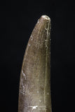 20219 - Top Quality 2.18 Inch Partially Rooted Elasmosaur (Zarafasaura oceanis) Tooth