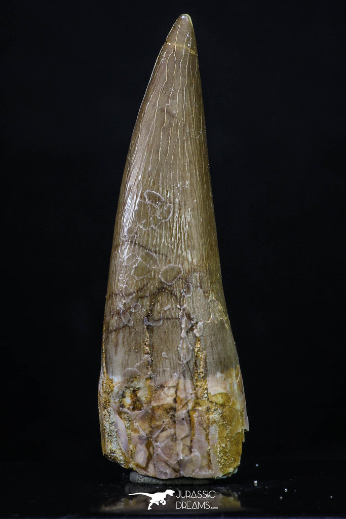 20220 - Top Quality 2.15 Inch Partially Rooted Elasmosaur (Zarafasaura oceanis) Tooth