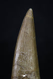 20220 - Top Quality 2.15 Inch Partially Rooted Elasmosaur (Zarafasaura oceanis) Tooth